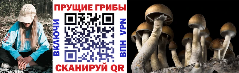 купить закладку  Нарьян-Мар  shop состав  Псилоцибиновые грибы Psilocybine cubensis 